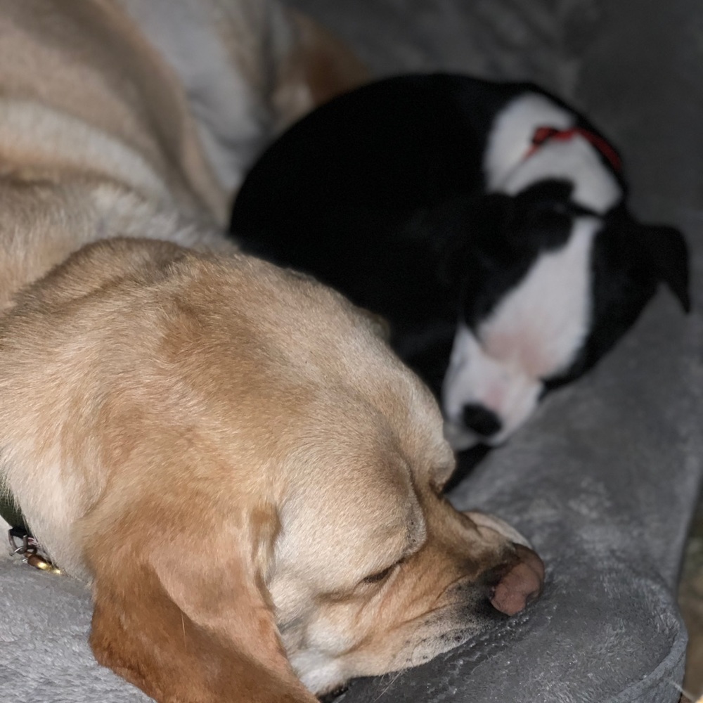 Meet your Posher, Maisie